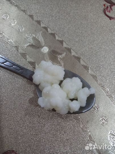 Тибетский молочный гриб