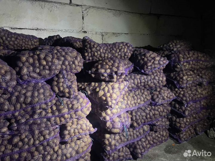 Картофель крупный, мелкий на корм