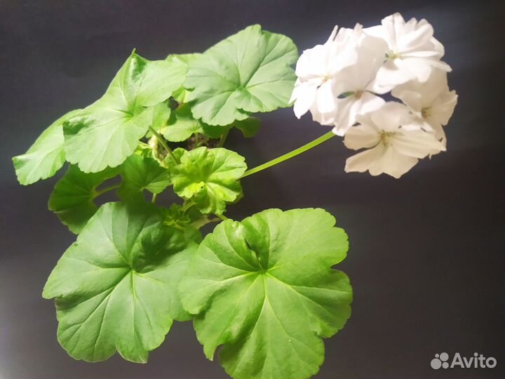 Герань пеларгония