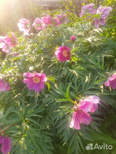 Марьин корень