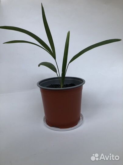 Пальма веерная Сочи