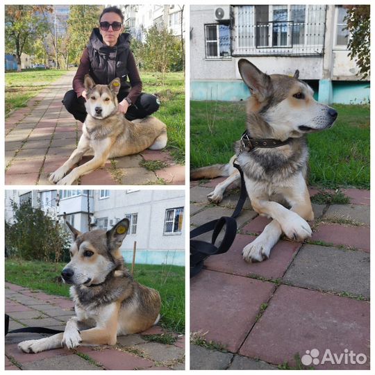 Собака в добрые руки