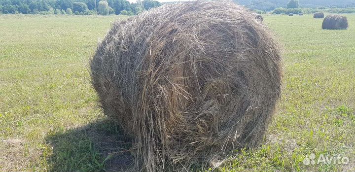 Сено в рулонах