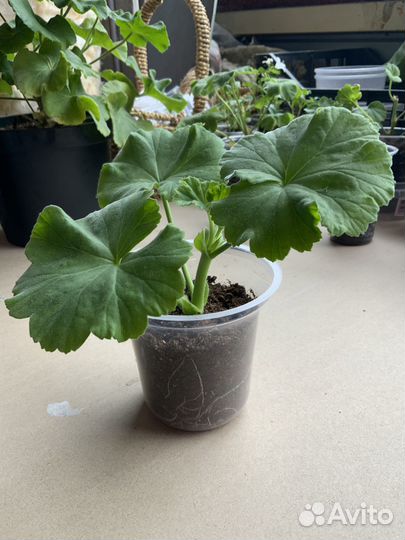 Пеларгония Denise Sutarve