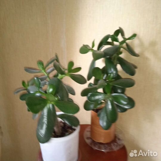 Толстянка с Этого Фото. Доставлю