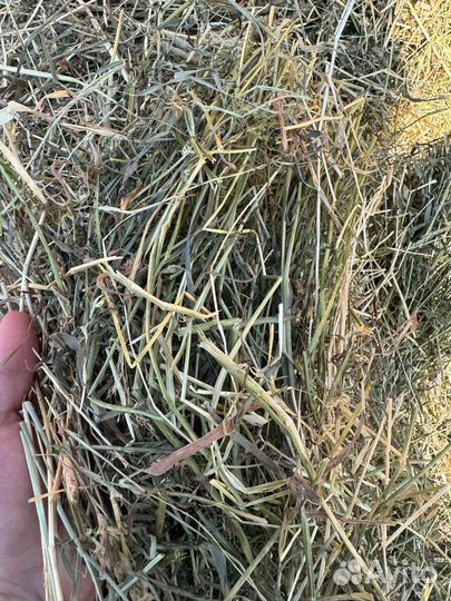 Сено зеленое