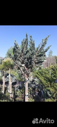 Можжевельник на штамбе Блю Компакт