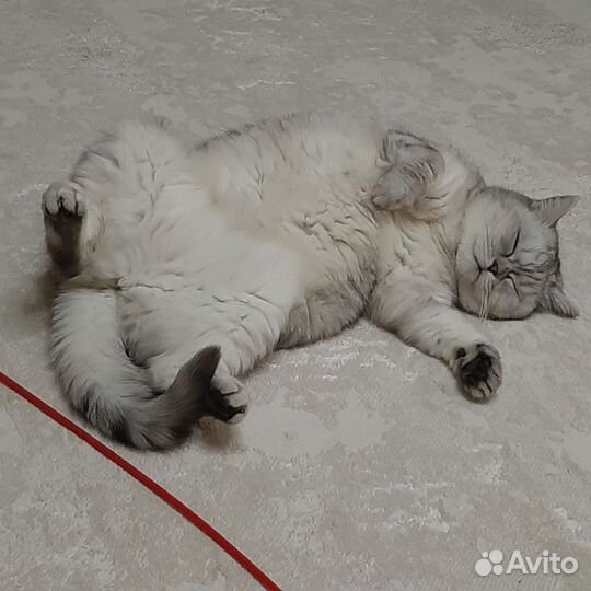 Британская