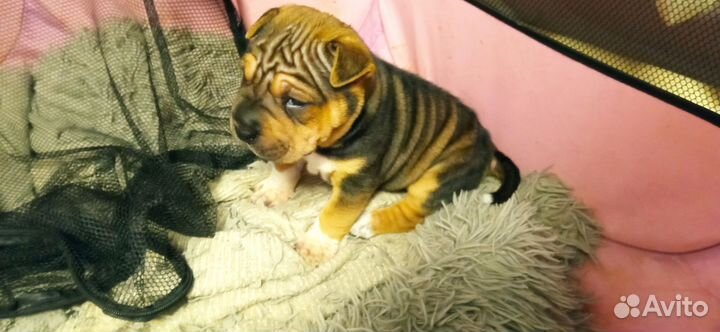 Щенки шарпей