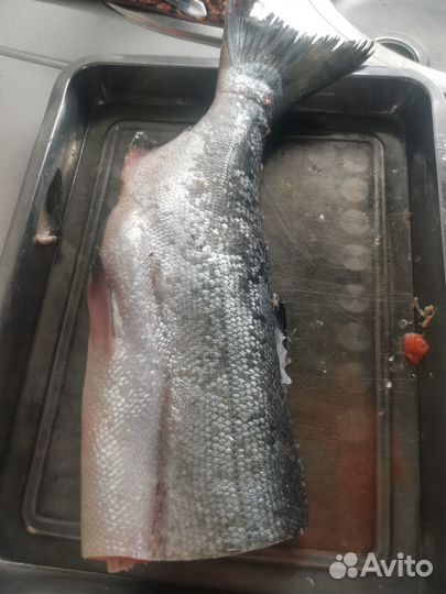 Рыба кижуч