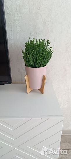 Крассула плауновидная