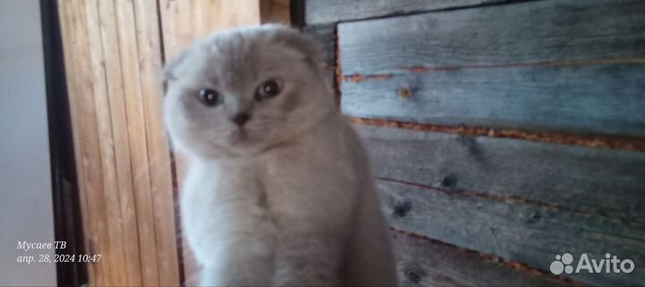 Сиамская вислоухая кошка