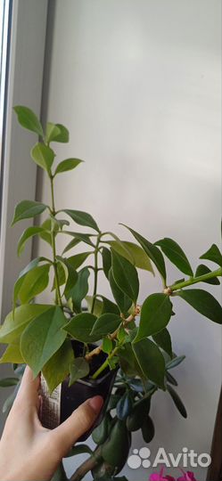 Цветок-Петушок