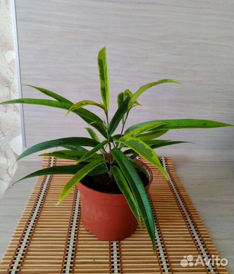 Фикус Биннендийка (Али) Амстел Голд