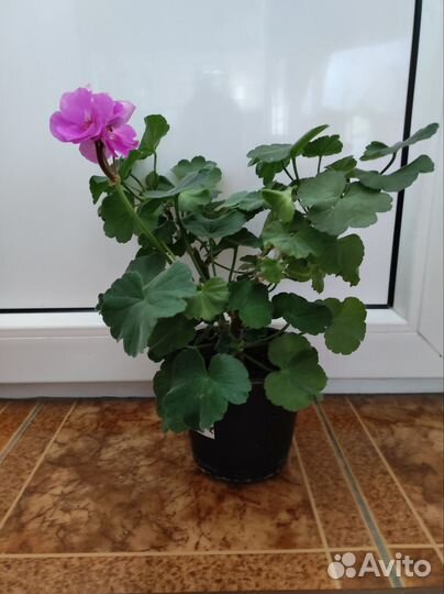 Герань пеларгония