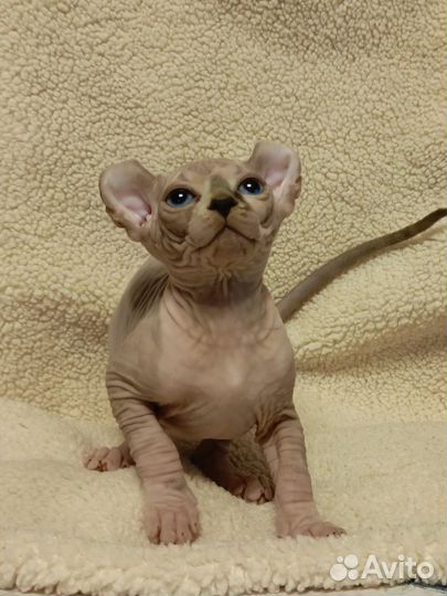 Канадский сфинкс