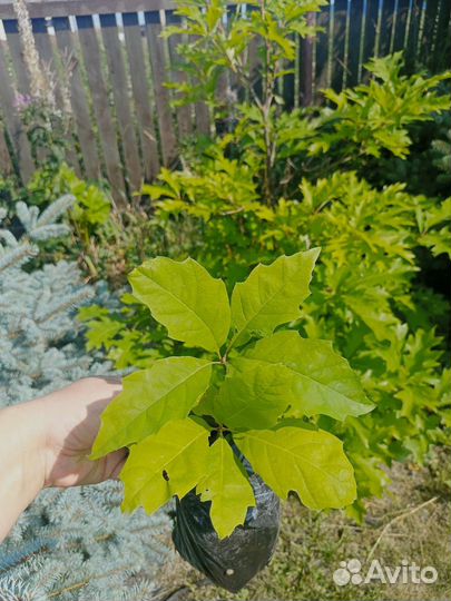 Кизильник, ива и дуб