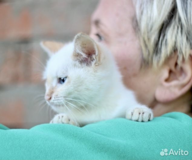 Котёнок мальчик в добрые руки