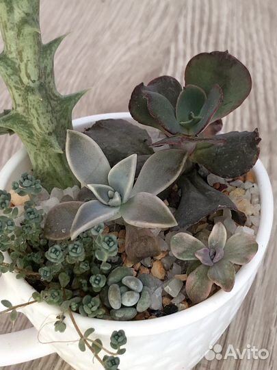 Суккуленты композиция