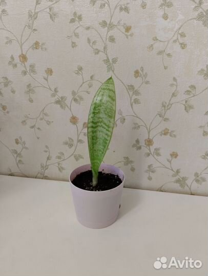 Сансивиерия