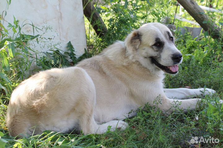 Среднеазиатская овчарка алабай в добрые руки