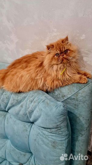 Персидский кот на вязку