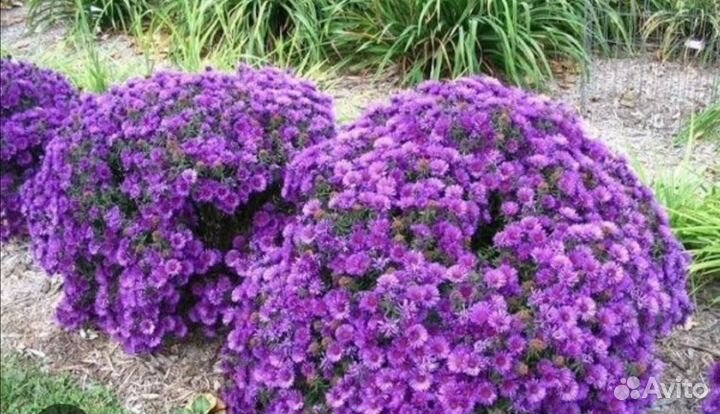 Хризантемы, сентябринки