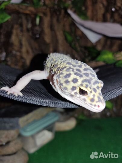 Эублефары пара