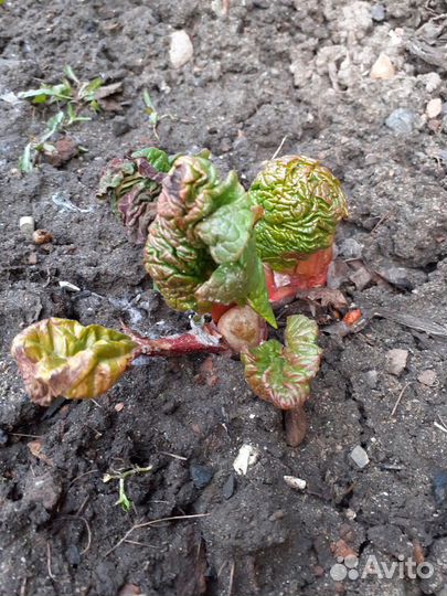 Ревень, шнитт-лук