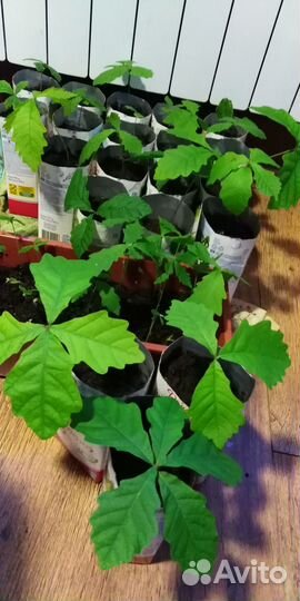 Саженцы дуба