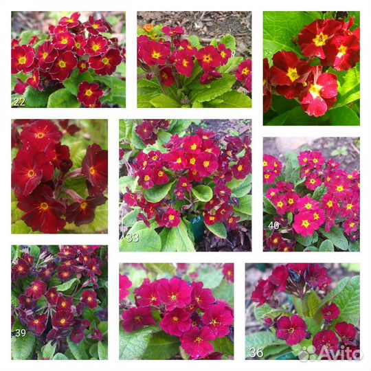 Семена примулы