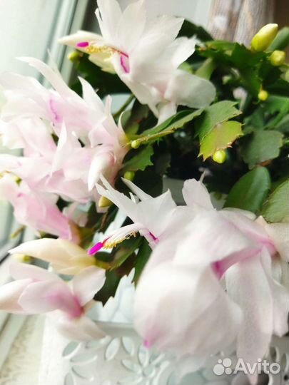 Шлюмбергера (декабрист) белая