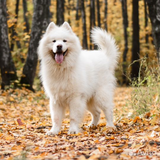 Самоедская собака. Самоед. Вязка