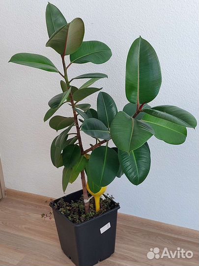 Фикус каучуконосный с каллизией