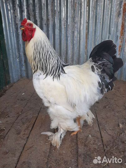 Петушки и суповые куры