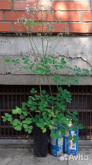 Василистник, мелисса