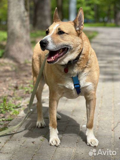 Собаки из приюта бесплатно