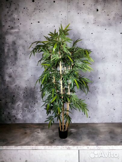 Фикус, монстера, бамбук, туя, стрелиция в аренду