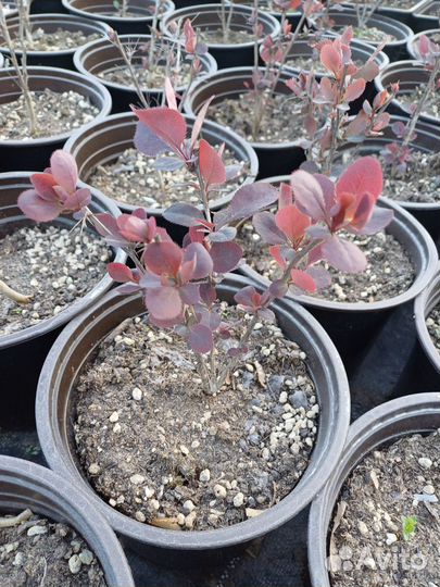 Барбарис Тунберга