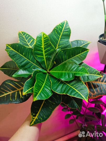 Кротон Брызги Шампанского и др