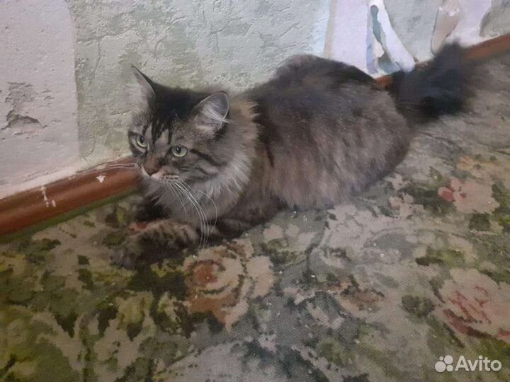 Кошечка бесплатно