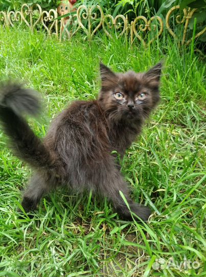 Котята 1.5 месяцев