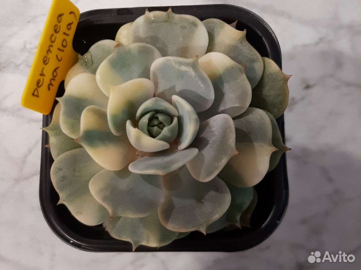 Эхеверия Лола вар