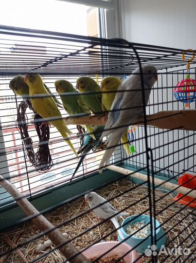 Птенцы волнистый попугай