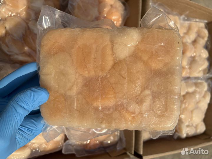 Оптом Гребешок приморский