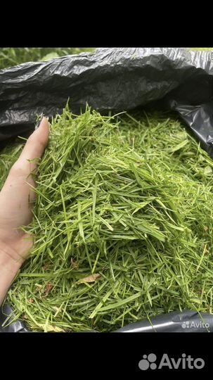 Трава для кроликов