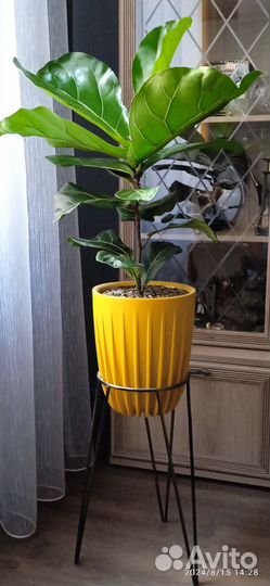 Фикус Лирата