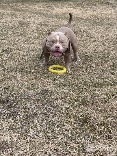 American bully вязка