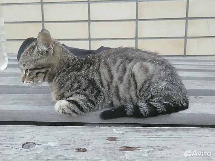 Котенок азиатская табби макрель