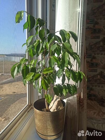 Бенджамина